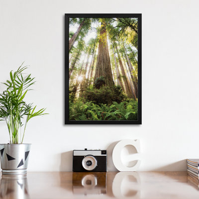 «Redwood Forest», affiche encadrée par Stefan Hefele