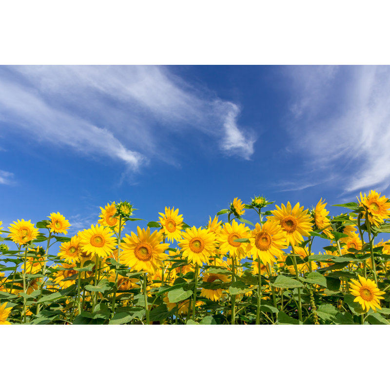 Sunflowers by Azuki25 - Wrapped Canvas Print, 81cm H x 122cm W