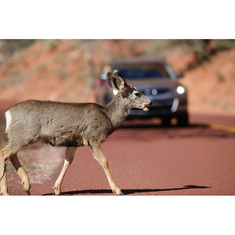 Un cerf traversant une route, par 4Fr, H 12 po x l 18 po