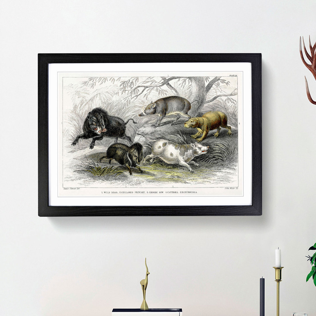 Wild Pig Illustration by Oliver Goldsmith - Framed Print