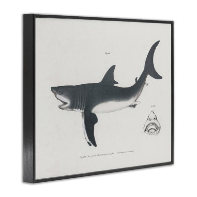 Schéma détaillé du requin, giclée encadrée, conception par Phillipa Katz