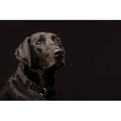 Black labrador 1 Piece Wrapped Canvas Wall Art