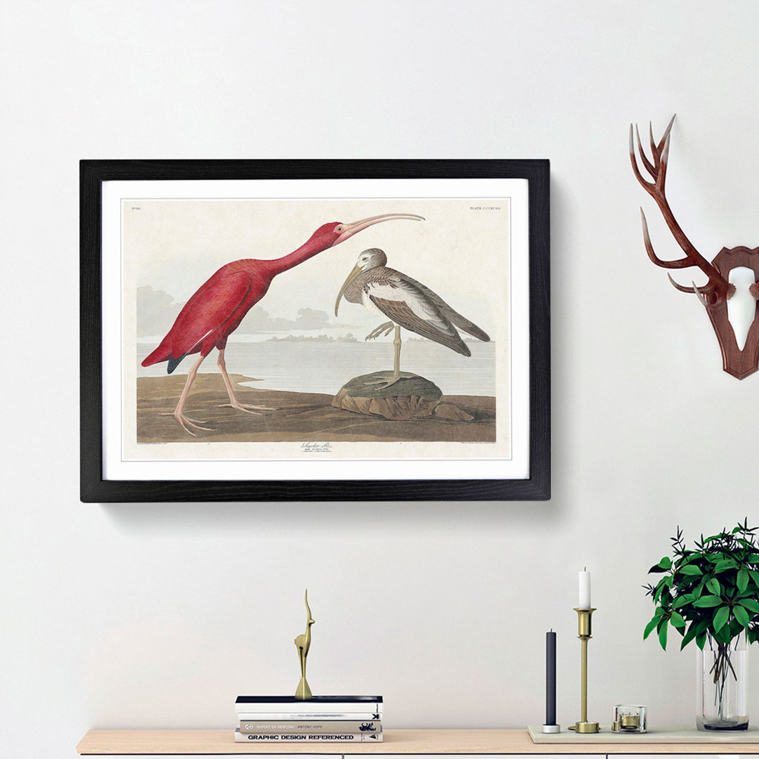 Scarlet Ibis Bird by John Audubon - Picture Frame Painting Print