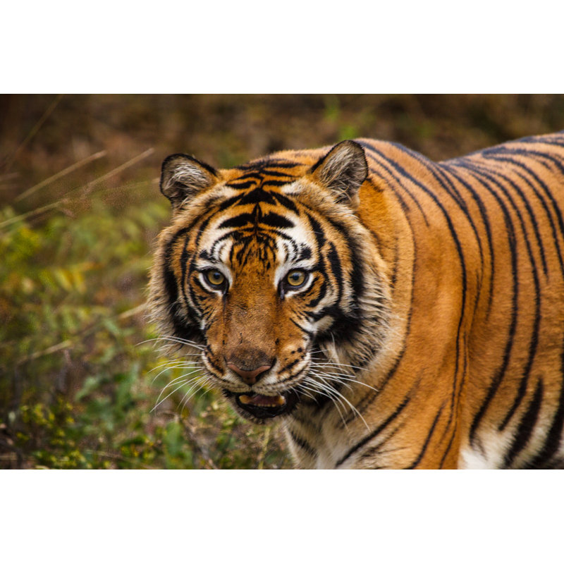 Tiger Stay - Wrapped Canvas Print, 30cm H x 46cm W x 3.8cm D