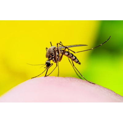 Dangerous Mosquito Bite - Photographie sur toile tendue