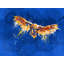 Night Owl, Bird Illustration Print by Flo Meylan-71199743-71199742