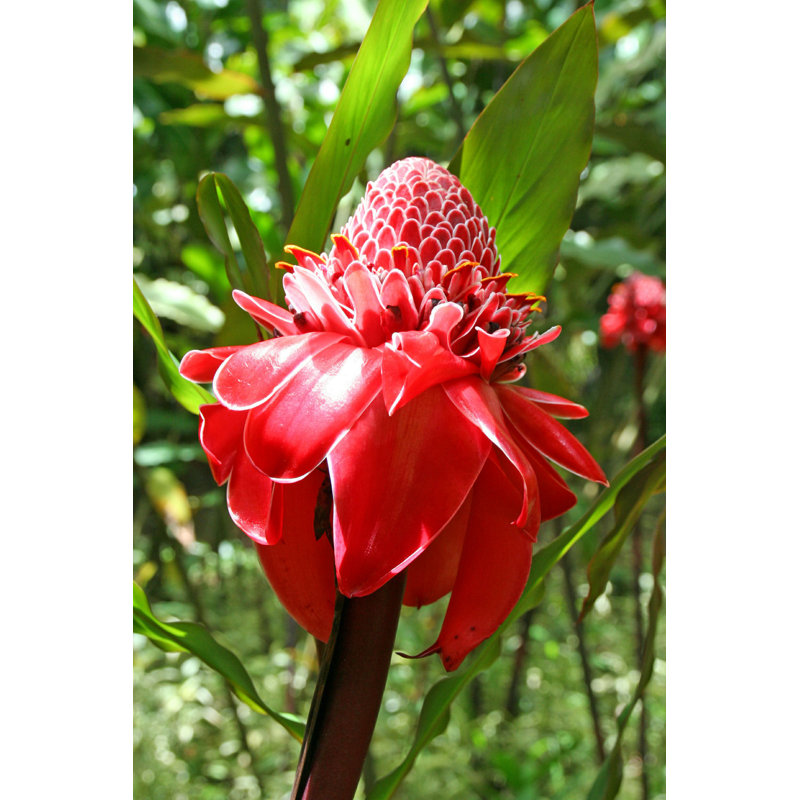 A Blossoming Red Flower - Photographie sur toile tendue, H 18 po x l 12 po
