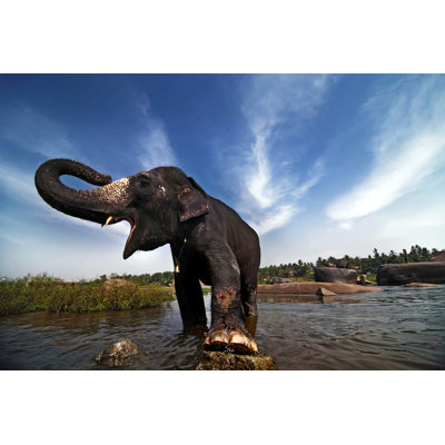 Wellington Wellington Indian Elephant by Amazing Dream - Wrapped Canvas Print