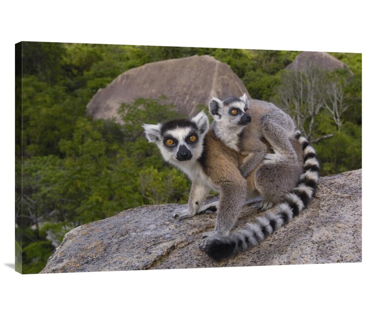 Bless international Ring-Tailed Lemur And Young On Canvas Print | Wayfair