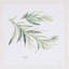 HomeRoots (Set of Four) Herbs, impression murale encadrée dorée