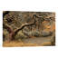 « transcendent érable », impression sur toile-72069683-72069675-72069676