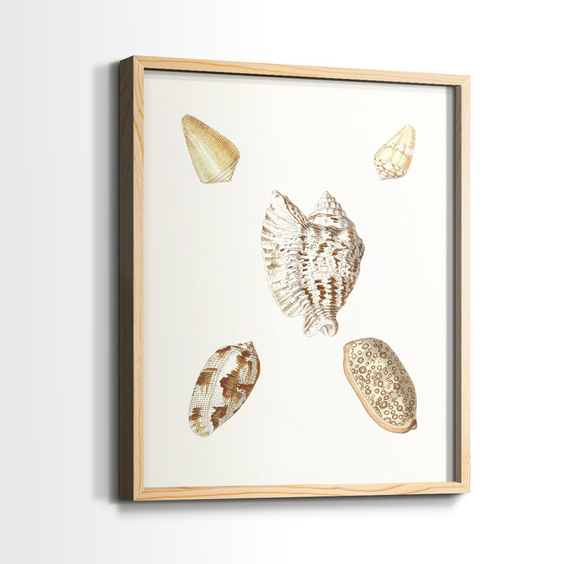 Pastel Knorr Shells VI - reproduction encadrée de qualité supérieure - prête à être accrochée - aucun clou requis - aucun clou requis
