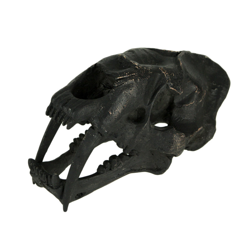 Statue de crâne de chat Gyles en résine noire de style gothique Smilodon à dents de sabre - 7 po de long x 3,75 po de haut x 3,5 po de large