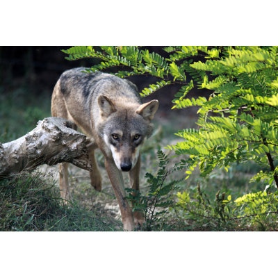 european wolf 1 Piece Wrapped Canvas Wall Art