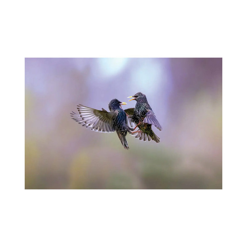 The Dance Of The Starlings By Marco Redaelli - Wrapped Canvas Photograph by Marco Redaelli - Wrapped Canvas Print