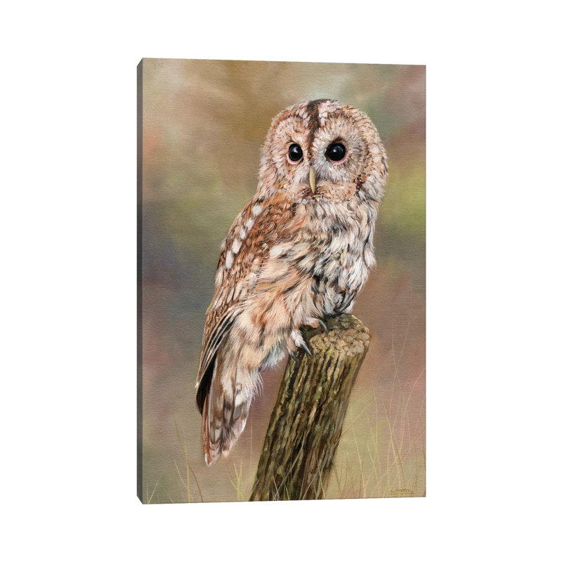 Tawny Owl by David Stribbling - Wrapped Canvas Gallery-Wrapped Canvas Giclée, 66.04cm H x 45.72cm W