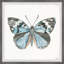 «Ocean Blue Shade Butterfly» par Parvez Taj - reproduction de cadre photo sur papier-1585402614