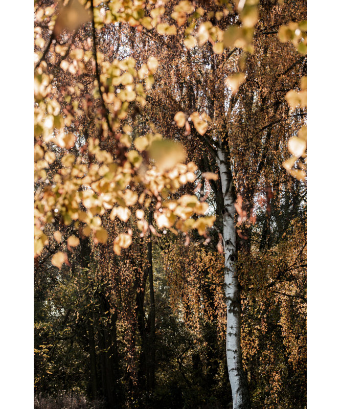 Wrapped Canvas Print, 50.8 cm H x 76.2 cm W