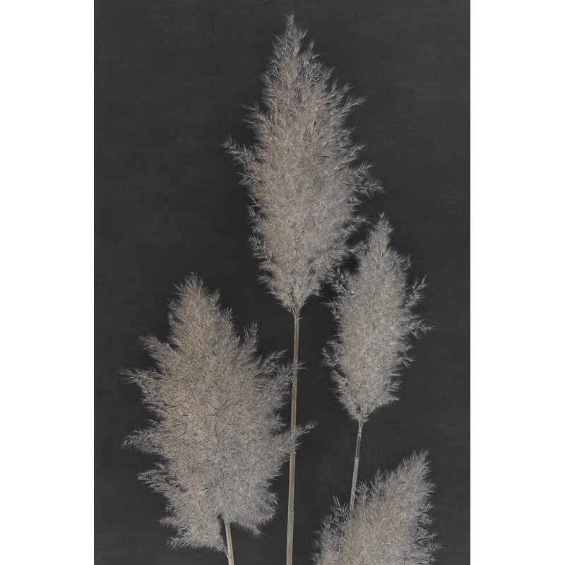 Herbe de la pampa de minuit I, H 36 po x l 24 po