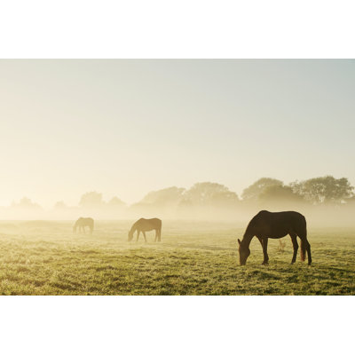 Grazing horses 1 Piece Wrapped Canvas Wall Art