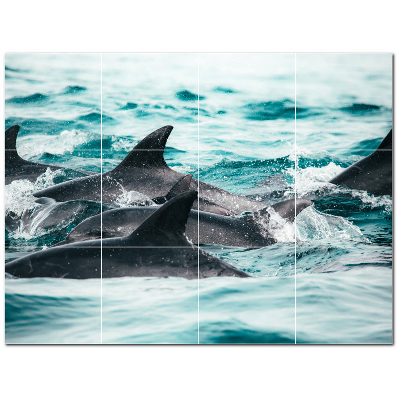 Dauphin photo 6 x 6