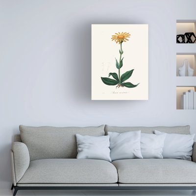 Bolog John Stephenson And Mountain Arnica Medical Botany Canvas Art
