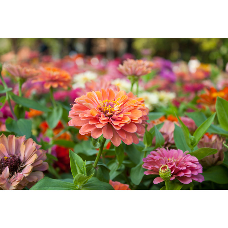Fields Of Zinnia - Wrapped Canvas Print, 61cm H x 91cm W