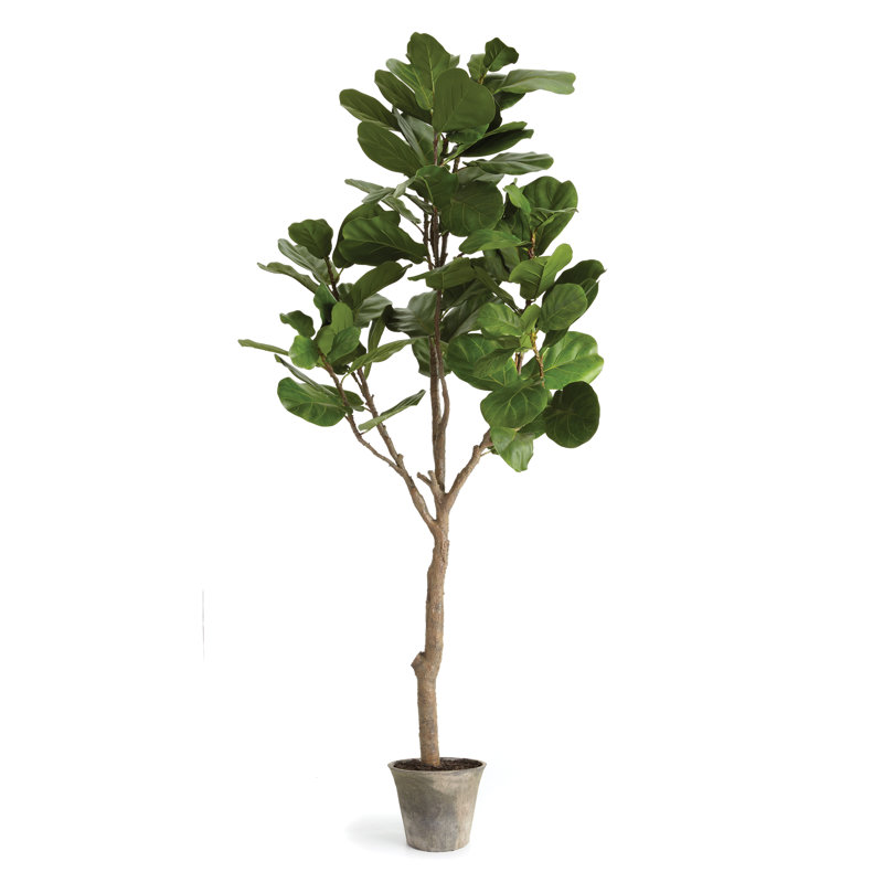 79'' Faux Fiddle Leaf Fig Tree in Ceramic Pot