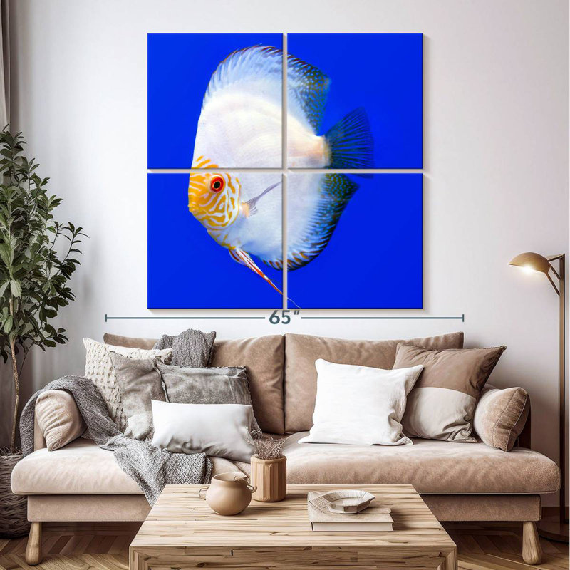 Brampt Pompadour Discus Fish