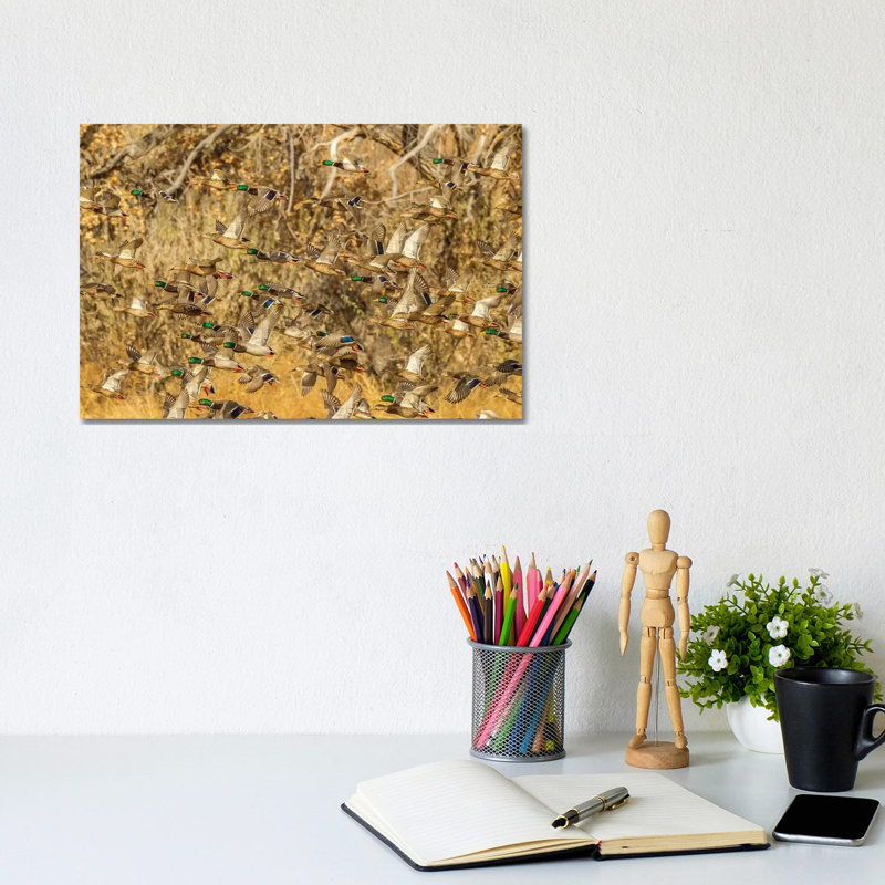 USA, New Mexico, Bosque Del Apache National Wildlife Refuge. Mallard duck flock flying. 1 Piece Wrapped Canvas Wall Art