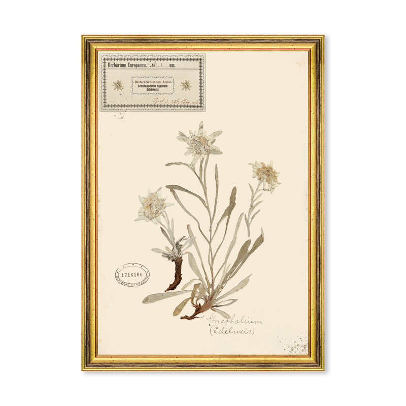 HERBARIUM ALPINIUM I