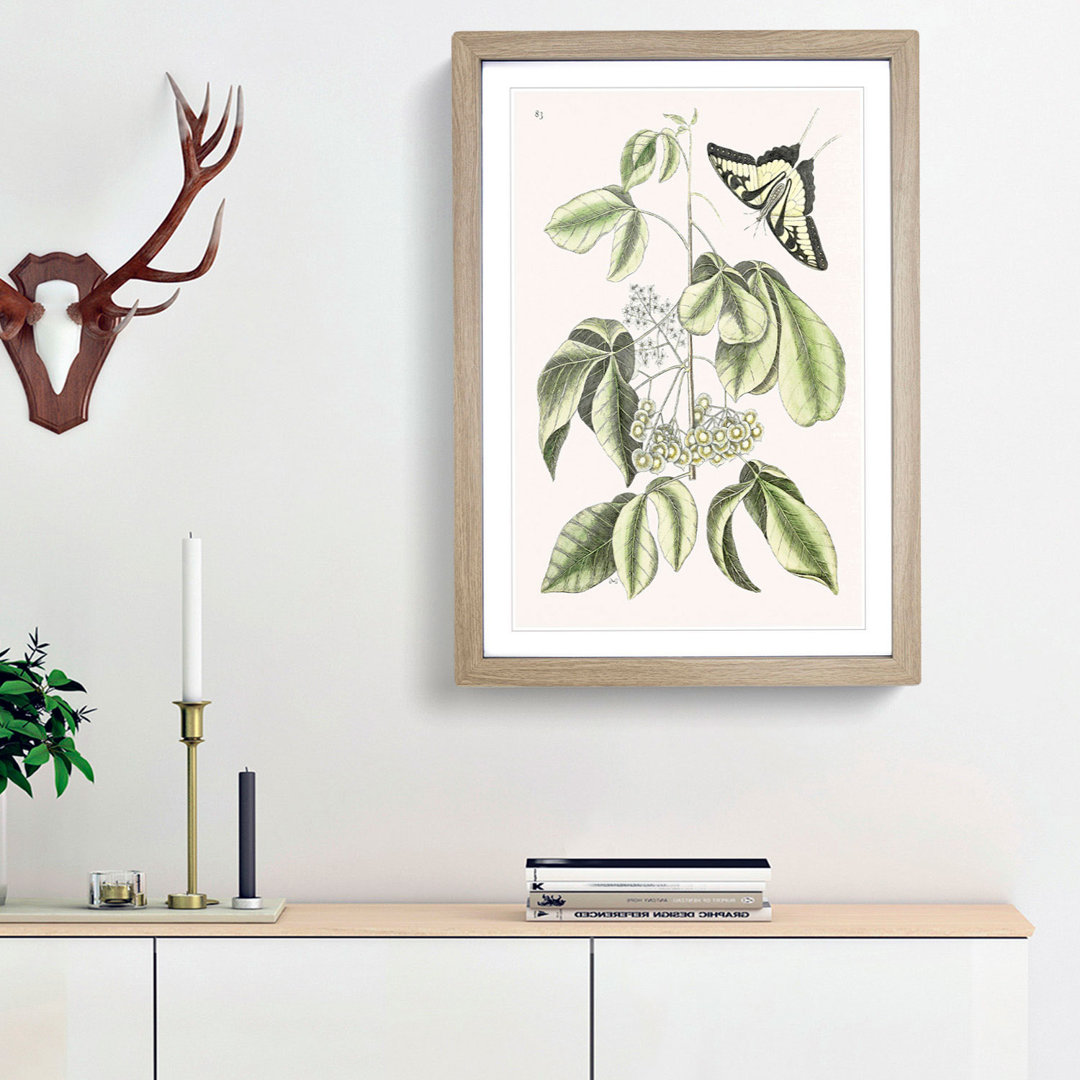Swallowtail Butterfly by Mark Catesby - Framed Print