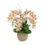 Orchid and Curly Willow in Decorative Rope Pot