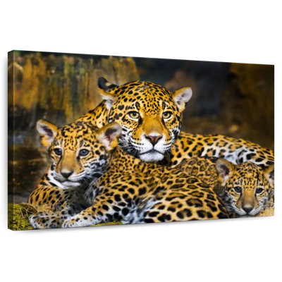 Bébé jaguar Brampt
