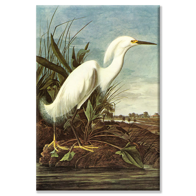 «Snowy Egret» par John Audubon, reproduction d'art sur toile tendue, H 24 po x l 16 po, Toile tendue