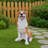 Lifelike Hound Dog Statue