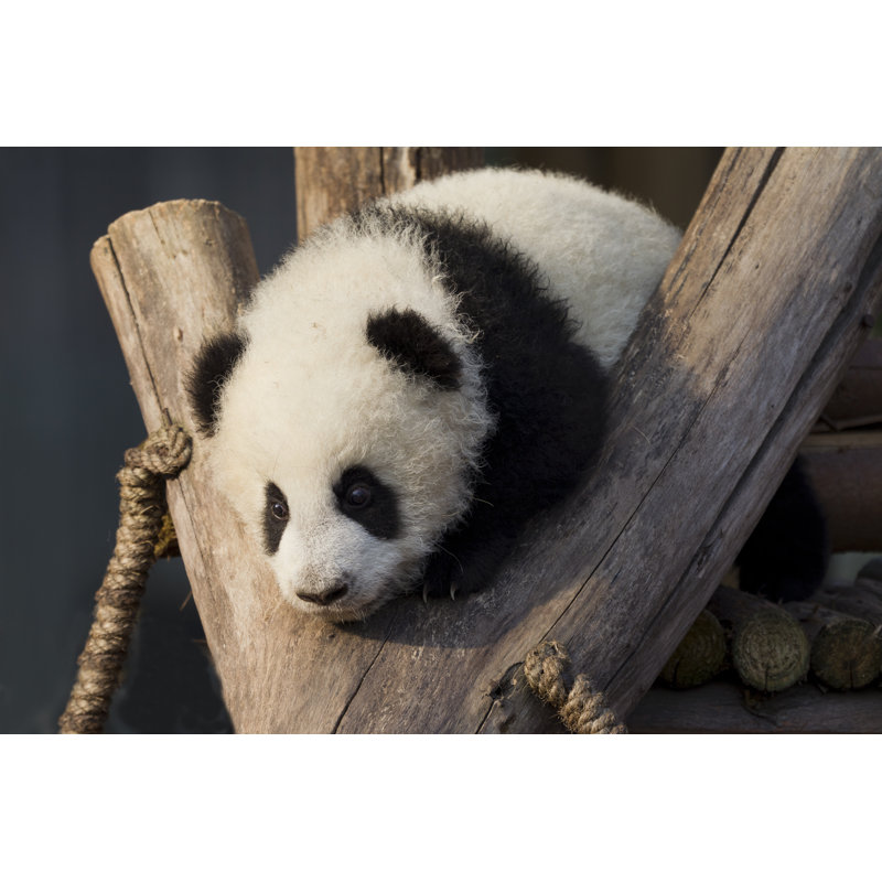 Bébé panda - photographie sur toile tendue, L 18 po x H 12 po