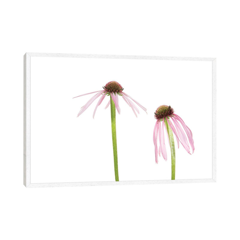 Pale Purple Coneflowers. Marion County, Illinois, USA. 1 Piece Wall Art on Canvas, 101.6 cm H x 66.04 cm W, White Framed