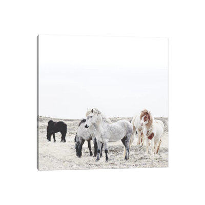 Wild And Free Horses Of Iceland I Square by Monika Strigel - Wrapped Canvas Photograph