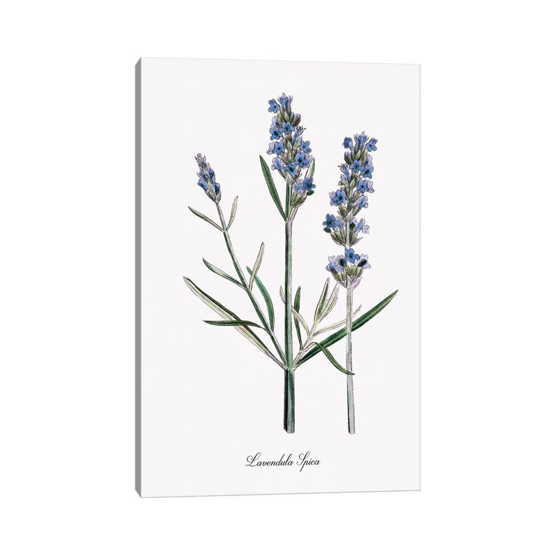 Lavender by Kelly Donovan - Wrapped Canvas Gallery-Wrapped Canvas Giclée, 66.04 cm H x 45.72 cm W