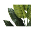 Mcdaniel Strelitzia plante