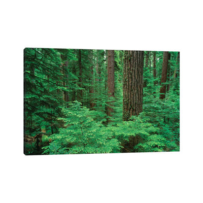 OR, Willamette NF. Middle Santiam Wilderness, Douglas Fir Giants Rise Above Western Hemlock by John Barger - Wrapped Canvas Print