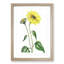 Trumpet Stalked Sunflowers - Framed Print-55642232-55642233