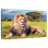 Chill Safari Lion