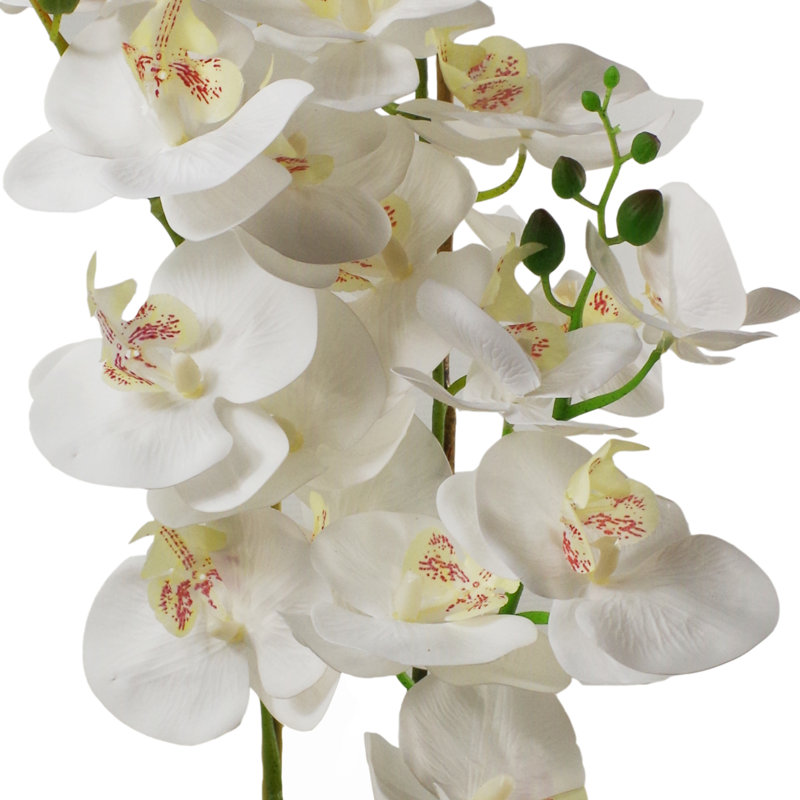 Anneus Plant