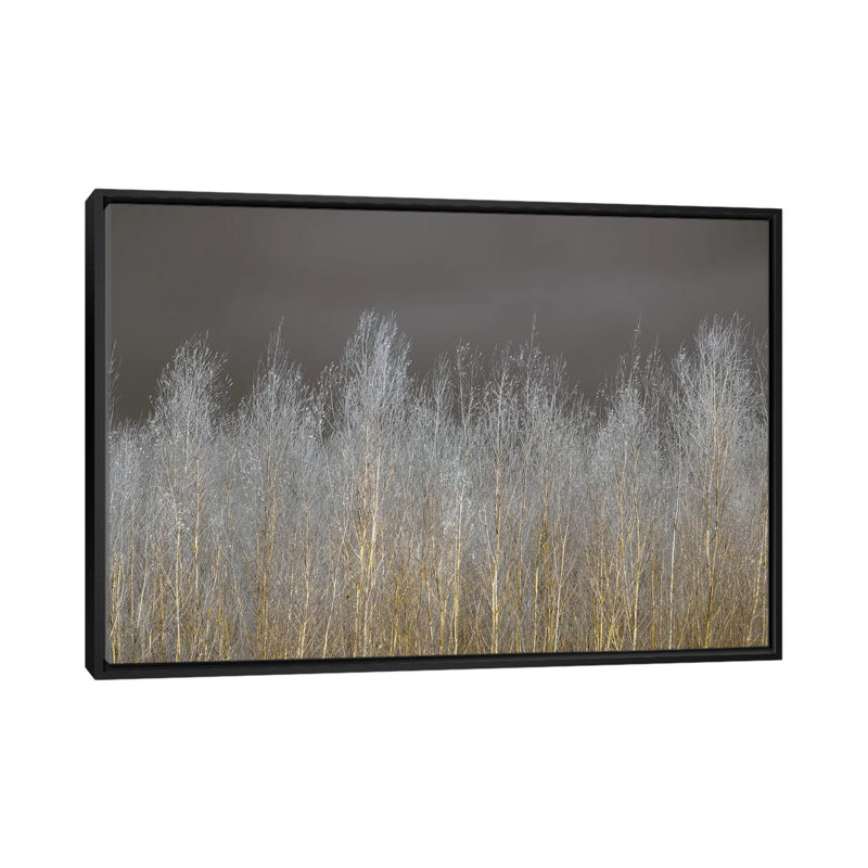 «Silver Forest» par Assaf Frank - reproduction d'art sur toile tendue, Toile avec cadre noir, H 32 po x l 48 po x P 1,5 po