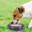 Pet Bowl-98664299