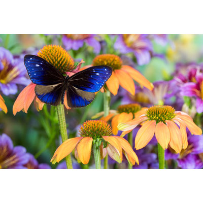 Beautiful Blue Butterfly Euploea Mulciber Subvisaya On Orange Coneflowers And Painted Tongue by Darrell Gulin - Unframed Print