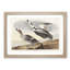 Pied Ducks by John James Audubon - Picture Frame Painting Print-55583529-55583525