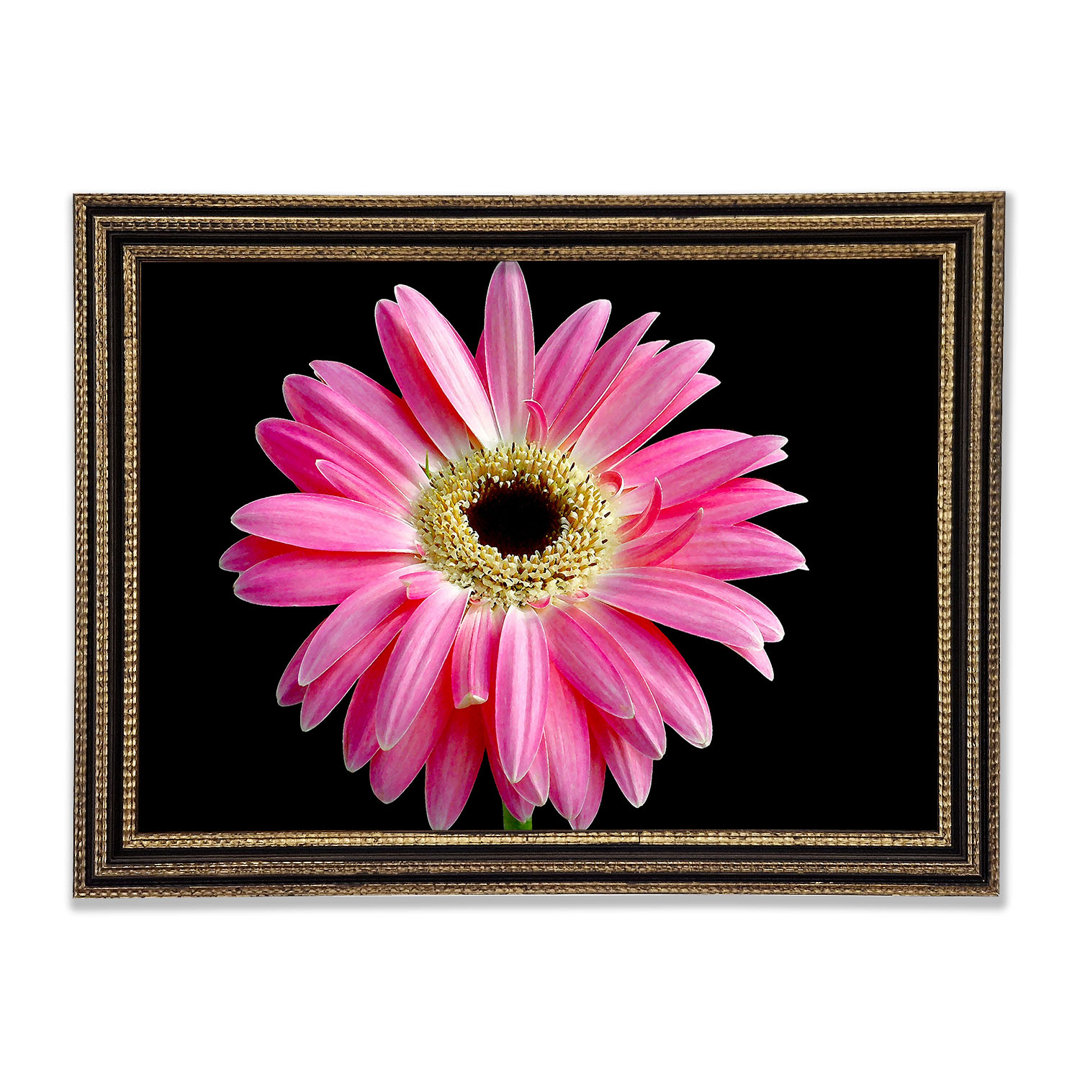 Gerahmter Kunstdruck Pink Daisy On Black